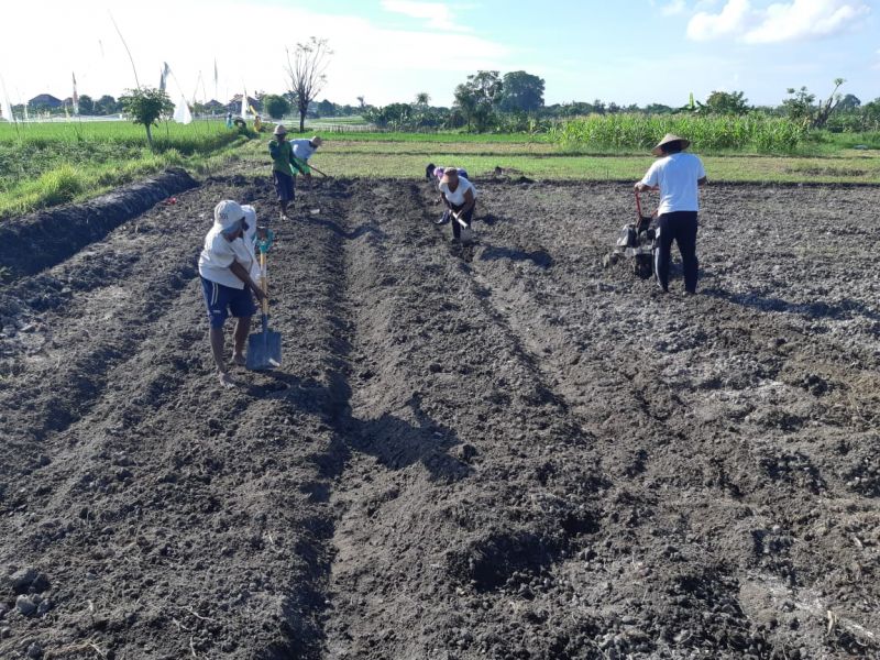 Padat Karya Tunai Desa