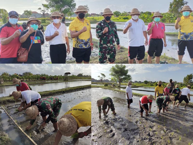 Penanaman Padi Organik dalam rangka Padat Karya Tunai Desa Kesiman Kertalangu